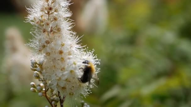 Flygande arbetare Bee samlar nektar från området vita blommor. Sommar natur bakgrund. Närbild — Stockvideo