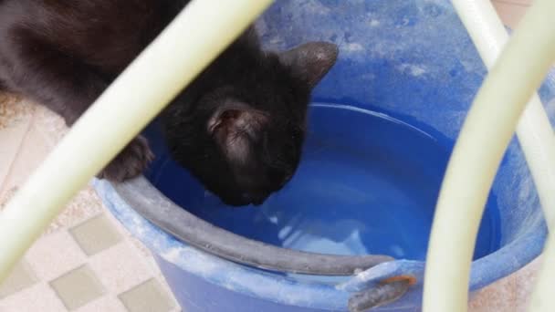 Um gato preto bebe água de um velho balde azul. Fecha a porta. 4k — Vídeo de Stock