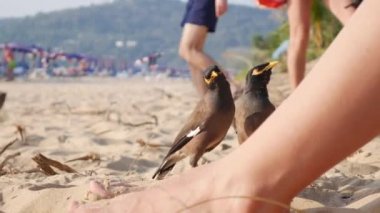 Ortak Myna veya Acridotheres tristis Tayland sahilde turistlerden yiyecek bekliyor. Closeup. 4k