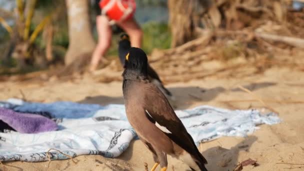 Common Myna or Acridotheres tristis waiting for food from tourists on the beach in Thailand. Closeup. 4k — Stock Video