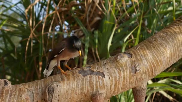 Myna comum ou Acridotheres tristis em um galho de árvore em uma floresta tropical. Fecha a porta. 4k — Vídeo de Stock