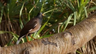 Tropikal bir ormanda bir ağaç dalı üzerinde Ortak myna veya Acridotheres tristis. Closeup. 4k