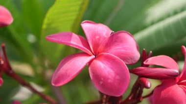 Yeşil yeşillik ile kırmızı çiçeği Plumeria veya Frangipani şube rüzgar esinti üzerinde kıpırdamak. Sıcak pembe çiçekler. Closeup. 4k