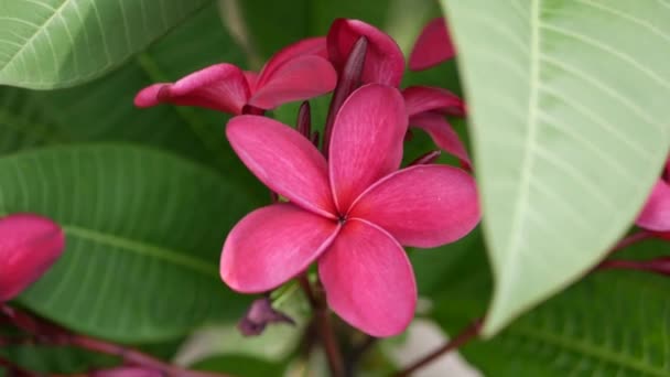 Branch of red blossom plumeria or frangipani with green foliage wiggle on the wind breeze. Hot pink flowers. Closeup. 4k — Stock Video