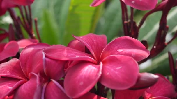 Branch of red blossom plumeria or frangipani with green foliage wiggle on the wind breeze. Hot pink flowers. Closeup. 4k — Stock Video