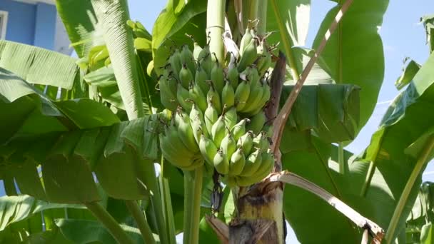 Gran racimo verde de plátanos inmaduros en la palmera en la selva. Vista tropical fresca y soleada. Primer plano. — Vídeos de Stock