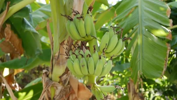 Large green bunch of unripe bananas on palm tree in jungle. Fresh sunny tropical view. Closeup — Stock Video