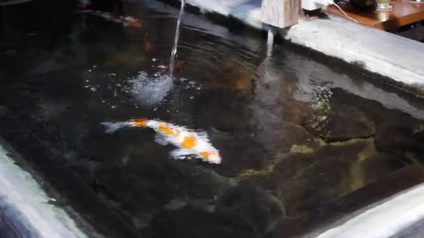 Carpas koi multicolores en estanque artificial. Coloridos peces nadan en la superficie de una piscina — Vídeos de Stock