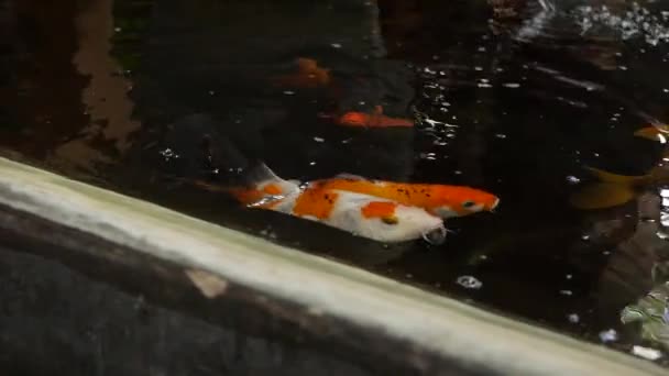 Carpas koi multicolores en estanque artificial. Coloridos peces nadan en la superficie de una piscina — Vídeo de stock