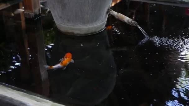 Carpas koi multicolores en estanque artificial. Coloridos peces nadan en la superficie de una piscina — Vídeos de Stock