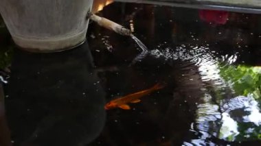 Yapay havuzda çok renkli koi sazanları. Renkli balıkbir havuz yüzeyinde yüzmek