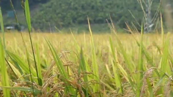 Gele Paddy rijstveld en gouden rijst oor stalken klaar voor oogst. Biologische rijstvelden bereiden zich voor op oogstseizoen wuivende en swingende in zware wind op berg achtergrond. Close-up. 4k — Stockvideo