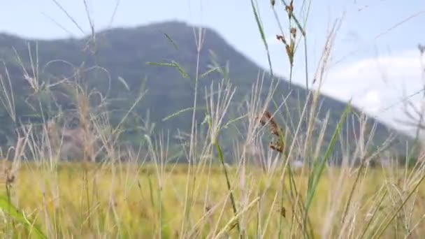 Желтое рисовое поле и златорисовый стебель готовы к сбору урожая. Органические рисовые поля готовятся к уборке урожая, раскачиваясь и раскачиваясь при сильном ветре на горном фоне. 4k — стоковое видео