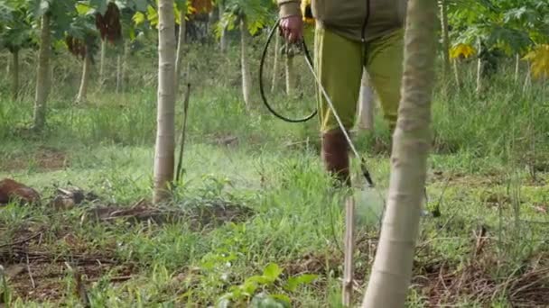 Rolnik stosuje opryskiwanie pestycydami do plantacji papai w celu ochrony błędów. 4K — Wideo stockowe