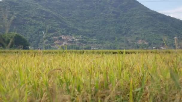 Campo de arroz con arroz amarillo y tallo de oreja de arroz dorado listo para la cosecha. Los arrozales orgánicos se preparan para la temporada de cosecha balanceándose y balanceándose con fuerte viento sobre el fondo de la montaña. 4k — Vídeos de Stock