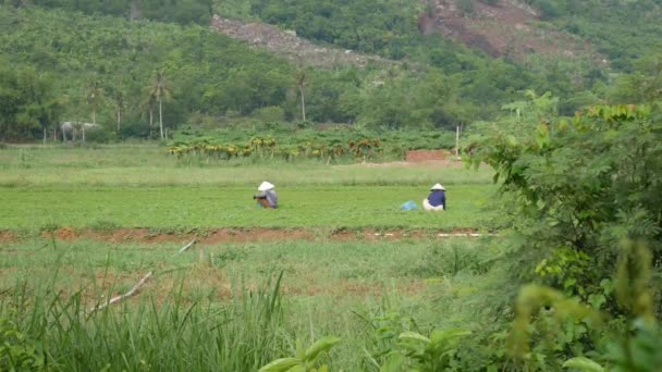 Dos granjeros vietnamitas trabajando en los campos en las montañas de fondo. 4k — Vídeo de stock