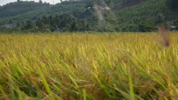 Yellow paddy rice field and Golden rice ear stalk ready for harvest. Organic rice paddy fields prepare for harvest season swaying and swinging in heavy wind on mountain background. Close up. 4k — Stock Video