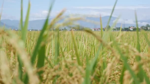 Campo de arroz paddy amarelo e haste de orelha de arroz dourado pronto para a colheita. Os arrozais orgânicos preparam-se para a época das colheitas balançando e balançando ao vento forte no fundo da montanha. Fecha. 4k — Vídeo de Stock