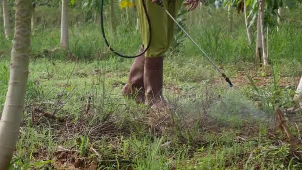 Landmanden bruger pesticider sprøjtning til papaya plantage for at beskytte en bugs. 4k – Stock-video
