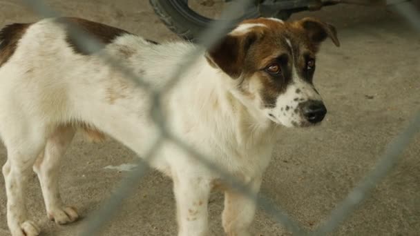 Perro sin hogar pide comida a la gente y mira la cámara — Vídeos de Stock