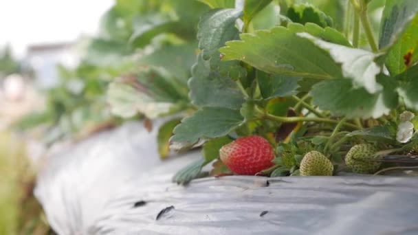 Stroberi merah dan hijau di tempat tidur taman. Pertanian organik. Pertanian dan agribisnis. Menabur tangan dan perawatan tanaman — Stok Video