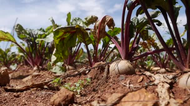 Plantación de Remolachas. Hortalizas, agricultura ecológica. Agricultura y agroindustria. Siembra manual y cuidado de cultivos. Atraer a los trabajadores a trabajar en granjas — Vídeos de Stock