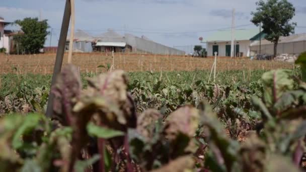 Pancar çiftliği. Sebzeler, organik tarım. Tarım ve tarım sektörü. El ekimi ve hasat bakımı. İşçileri çiftliklerde çalışmaya cezbediyor — Stok video