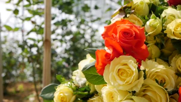 小企业园艺种植温室玫瑰 — 图库视频影像