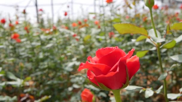 Greenhouse roses growing in small business gardening — Stock Video