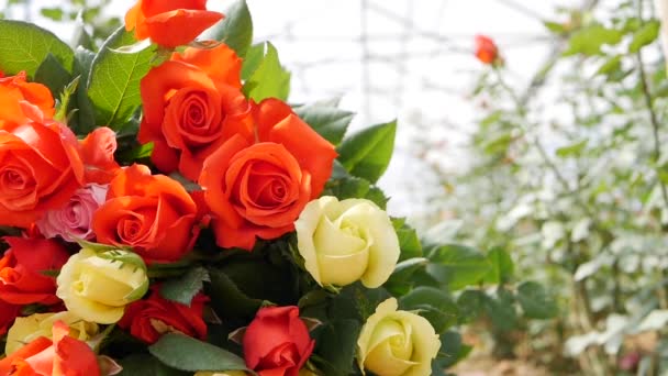 Парниковые розы растут в садоводстве для малого бизнеса — стоковое видео