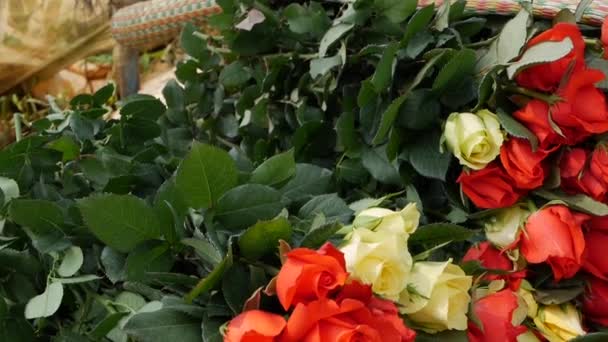 Granjero apila rosas recién cortadas para enviar a la venta. Rosas de invernadero que crecen en la jardinería de pequeñas empresas — Vídeo de stock