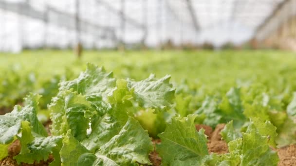 Ik kweek groene salade in de kas. Landbouwbedrijf — Stockvideo