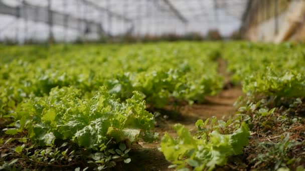 A cultivar salada verde na estufa. Exploração agrícola — Vídeo de Stock