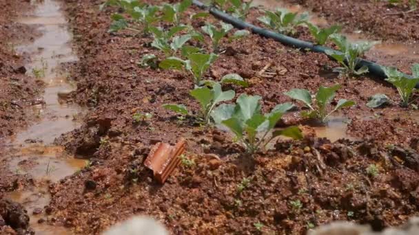 Gruppe von rotierenden Sprinklern, die Wasser auf ein Feld mit jungen Kohlsprossen sprühen. Bewässerungssystem für die Landwirtschaft. Spritztropfen auf Plantage — Stockvideo