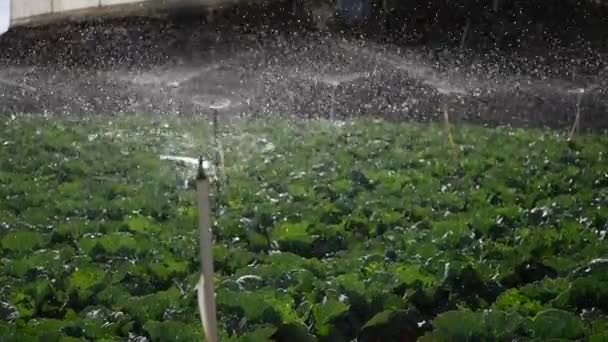 Grupp av roterande sprinkler sprutning vatten i kål fält. Bevattningssystem för jordbruket. Stänkning av droppar vid plantering — Stockvideo