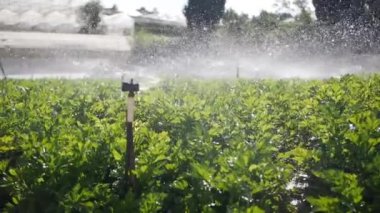 Dönen fıskiye grubu kereviz tarlasına su püskürtüyor. Tarım sulama sistemi. Çiftliğe damlatan damlacık