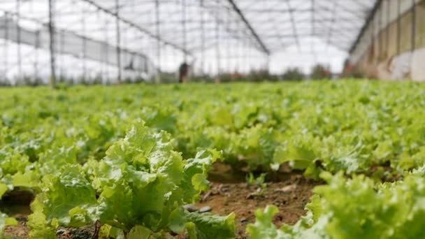 温室内で成長しているグリーンサラダ。農業農場 — ストック動画