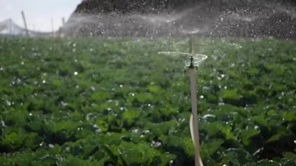 Grupo de aspersão rotativa pulverização de água no campo de repolho. Sistema de irrigação agrícola. Gotas de salpicos na plantação — Vídeo de Stock