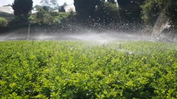 セロリの分野で水を噴霧回転スプリンクラーのグループ。農業灌漑システム。プランテーションでの液滴の飛散 — ストック動画