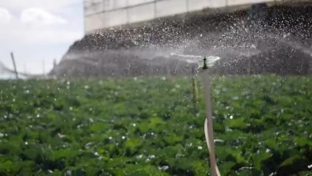 Egy csapat forgó szórófejes vizet permetez a káposztaföldön. Mezőgazdasági öntözőrendszer. Csobbanó cseppek az ültetvényen — Stock videók