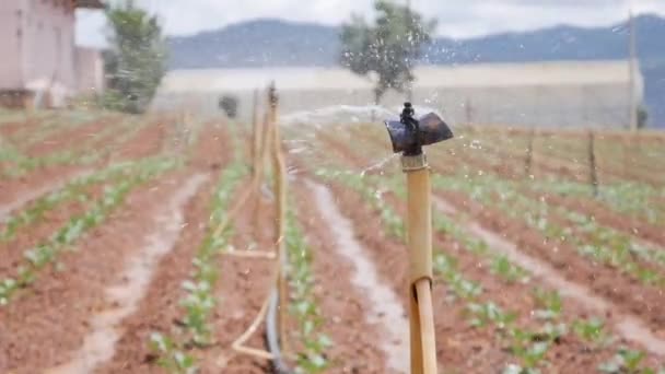 Grupo de aspersores giratorios rociando agua en un campo con brotes jóvenes de col. Sistema de riego agrícola. Gotita salpicante en plantación — Vídeo de stock