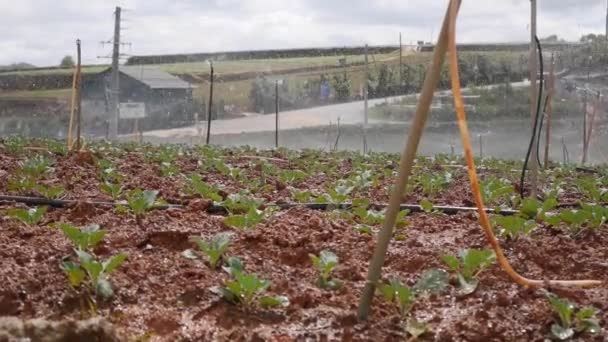 Grupo de aspersores giratorios rociando agua en un campo con brotes jóvenes de col. Sistema de riego agrícola. Gotita salpicante en plantación — Vídeo de stock