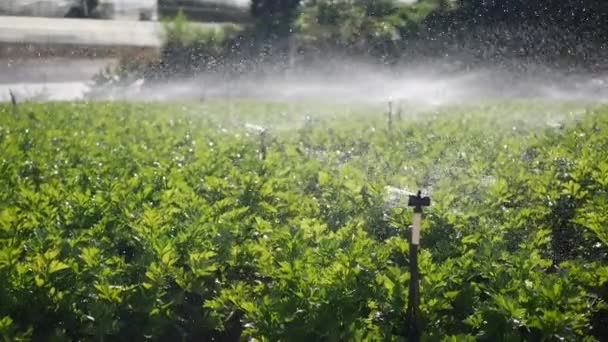 Grupo de aspersão rotativa pulverização de água no campo de aipo. Sistema de irrigação agrícola. Gotas de salpicos na plantação — Vídeo de Stock