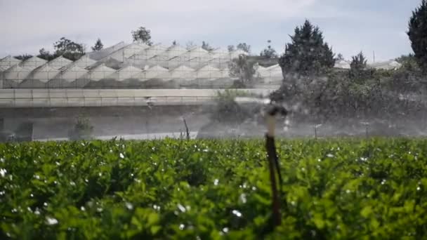 Groep roterende sproeiers die water sproeien in selderijveld. Landbouwirrigatiesysteem. Splash druppel op plantage — Stockvideo