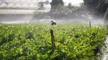 Dönen fıskiye grubu kereviz tarlasına su püskürtüyor. Tarım sulama sistemi. Çiftliğe damlatan damlacık
