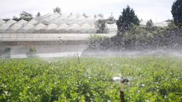 Grupp av roterande sprinkler sprutning vatten i selleri fält. Bevattningssystem för jordbruket. Stänkning av droppar vid plantering — Stockvideo