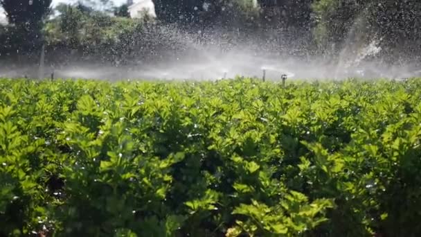 Grupo de aspersão rotativa pulverização de água no campo de aipo. Sistema de irrigação agrícola. Gotas de salpicos na plantação — Vídeo de Stock