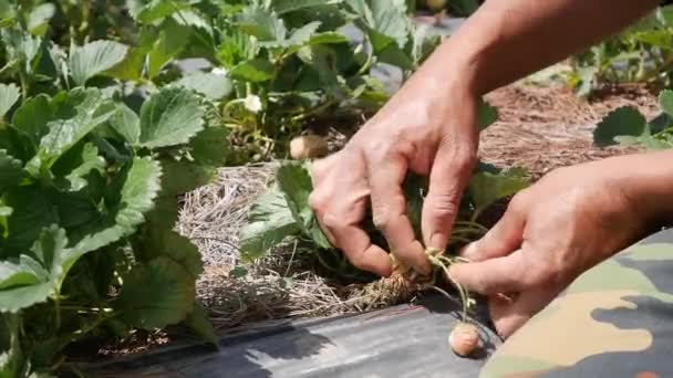 Landwirt arbeitet auf Erdbeerplantage. Biologischer Landbau. Landwirtschaft und Agrarindustrie. Händeaussaat und Erntepflege — Stockvideo