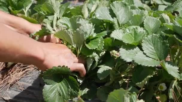 L'agricoltore lavora nella piantagione di fragole. Agricoltura biologica. Agricoltura e agroalimentare. Semina a mano e cura delle colture — Video Stock