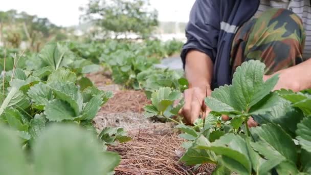 Landwirt arbeitet auf Erdbeerplantage. Biologischer Landbau. Landwirtschaft und Agrarindustrie. Händeaussaat und Erntepflege — Stockvideo